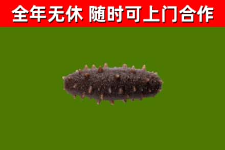 湖州市烟酒回收干海参.jpg